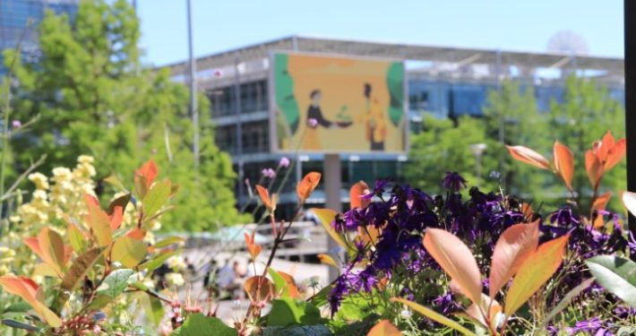 A purple flower blooms in the garden beneath a tall tree, while a building stands in the background against a bright sky.